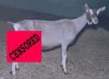 Censored Goat.jpg