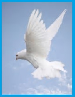 A SPIRITUAL DOVE NEW.jpg