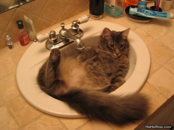 Ahhhhh_The_Sink_Cat.jpg