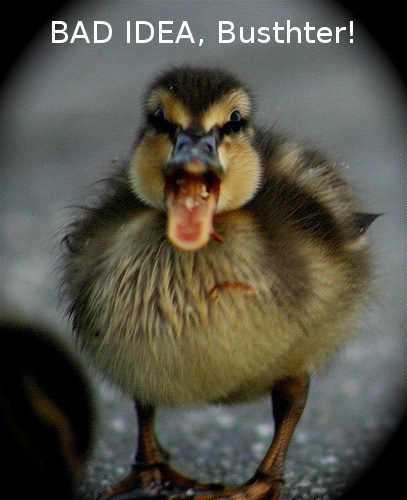 angry-ducks.jpg
