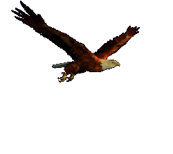 Eagle_flying_1_.gif
