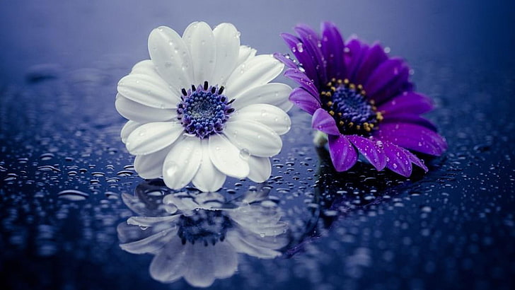 purple-flower-white-flower-droplets-water-drops-wallpaper-preview-971213950.jpg